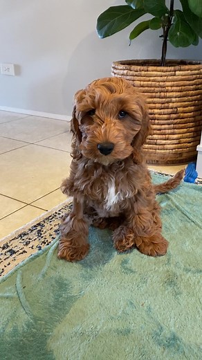 Adorable Spoodle Puppy Enjoying Chicken Drumstick