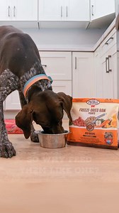 12K views · 18 reactions | Our dogs don’t act like humans, so why feed them like one? 數 Nourish their ancestral needs with raw nutrition, the closest thing to a natural diet we can feed them. Crafted with no synthetic vitamins or additives, our raw recipes provide superior digestibility so your dog can absorb more of the nutrients they need to thrive. | Primal Pet Foods | Facebook