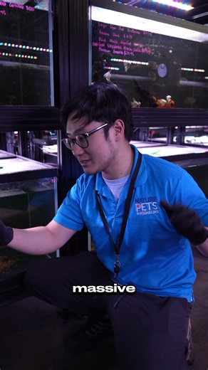 9.3K views · 106 reactions | We have baby Pink Giant Gouramis! These rare guys can grow to 70cm, thats a HUGE fish https://www.natureaquariums.com.au/products/pink-giant-gourami-6cm?_pos=1&_psq=pink+giant+gourami&_ss=e&_v=1.0 #giantgourami #fishkeeping #aquascaping #aquariumhobby #melbourne #rarefish | Nature Pets & Aquariums | Facebook