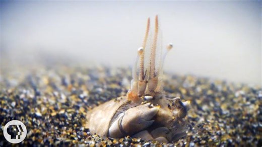 For Pacific Mole Crabs It s Dig or Die | Deep Look | Mark Okihiro