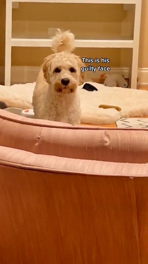 12K views · 227 reactions | Guilty 藍 #funnydog #funnydogvideos #dogtoys #labradoodle #doglife #dogmom #dogmomlife | Thesemudderfluffers | Facebook