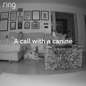 110 reactions | Indoor Cam is the ideal way to check in with the kids, even the ones with four legs! | Ring | Facebook