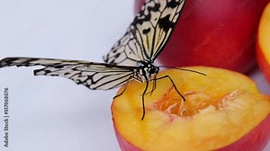 A tender butterfly drinks nectar from a peach with its proboscis. A juicy and ripe fruit on which a butterfly sits