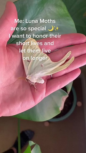 Moths: Symbolism and Spiritual Significance