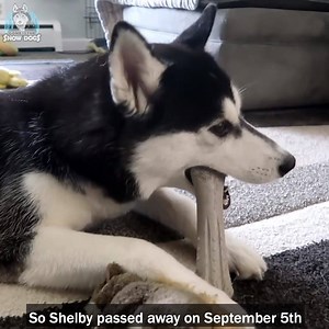 What Happened to Shelby the Husky? 😢❤️ | Gone to the Snow Dogs