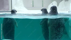 Three Ringed seals, Pusa hispida, swimming underwater and spyhopping in the water tank pool. 4K