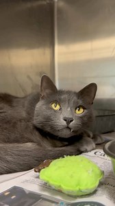 Our cat room is overflowing with adorable, adoptable faces, and we desperately need to make space! 🐱 Right now, adoption fees are just $25 for ready-to-go pets — already spayed or neutered and ready to head home with you the same day. If you’ve been thinking about adding a furry friend to your family, now’s the time. Let’s get these sweet cats and kittens into loving homes! | San Marcos Regional Animal Shelter