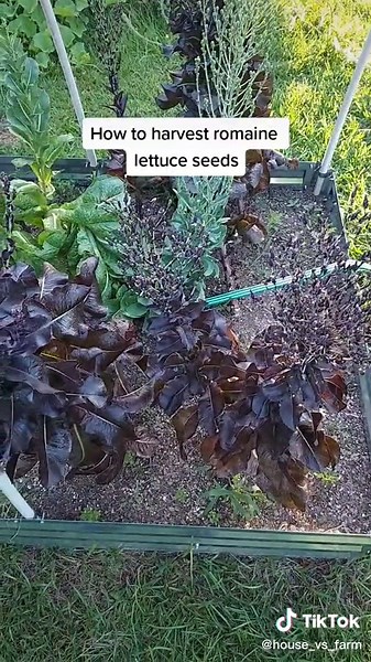 Harvesting Romaine Lettuce Seeds: A Gardening Tutorial