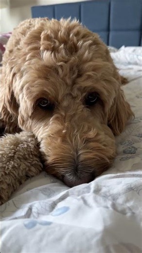 3yo Groodle: comfortable here.