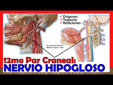 🥇 12mo Par Craneal - NERVIO HIPOGLOSO - (Origen, Trayecto y Ramas) ¡Explicación Sencilla!