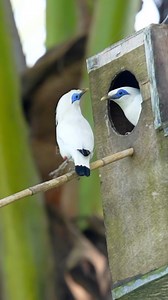 25 reactions | Did you know? The Bali Starling (Leucopsar...
