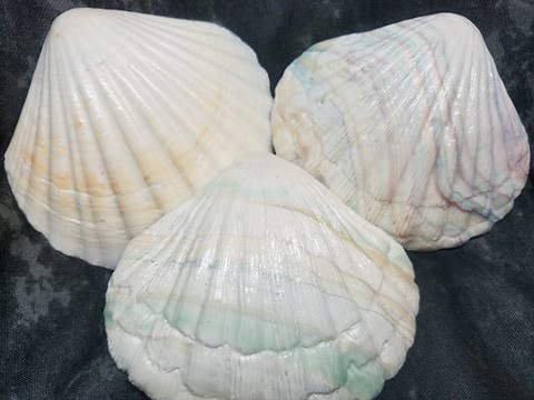 How To Make Faux Sea Shells | Polymer Clay