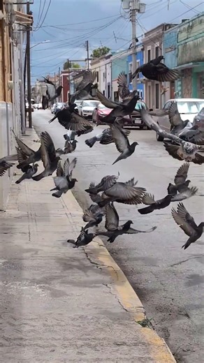 Feeding Frenzy! Birds Gather in Centro Mérida Mexico #shorts #birds #nature