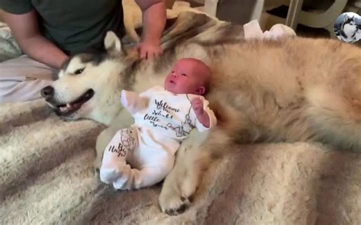 100多斤的大狗发脾气，主人拿它没办法，3岁宝宝却治住了它#萌宠