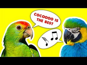 PARROTS SINGING Top 10 (Funny Compilation)