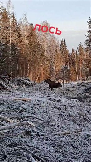 wadyan_ahunzyanov on TikTok