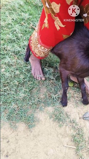 Intramuscular injection in a goat#how to give IM injection in goats#injection#goat short video