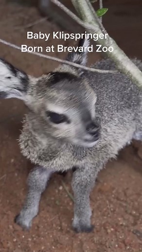 27.5-ounce antelope born at Brevard Zoo #zooborns #cute
