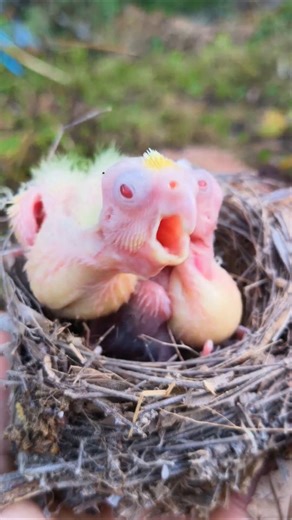 baby Cockatiel #cockatiel #parrot