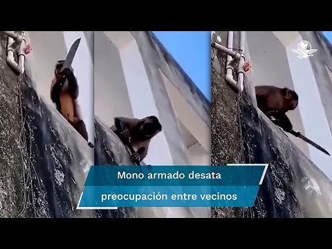 Mono armado amenaza a vecinos; les roba galletitas y jabón