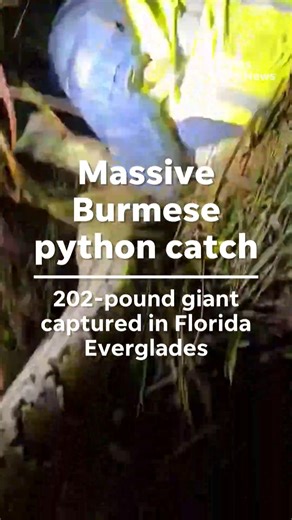 Naples Daily News on Instagram: "Hunter Carl Jackson captured a near-record 202-pound Burmese python in Florida's Big Cypress National Park. 🔗 in bio for more"