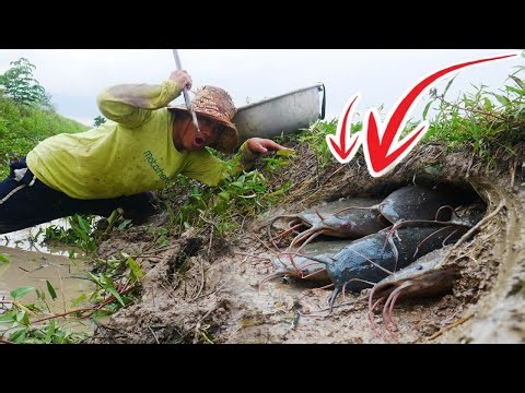 Primitive fishing Skills - Giant Fish Hunting in Mud Rich Field! Catfish with Traditional Skills