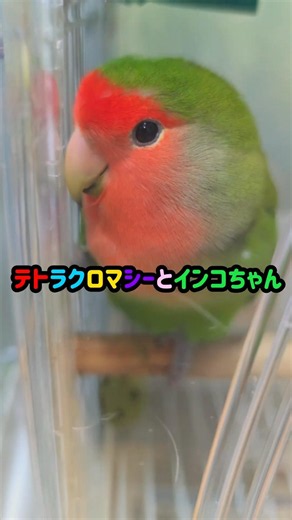Tetrachromacy and Parakeets