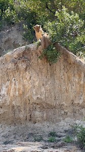 311K views · 3.8K reactions | “Long live the King” Mufasa and Scar as cubs? The two older Ximungwe cubs take play to whole different level. But always ends with a laugh and a valuable lesson for the cubs. We’ve had amazing viewing of the cubs the last week or so! . . . . . @aidandunlop #lionking #lion #nature #wildlife #travel #safari | Savanna Private Game Reserve | Facebook