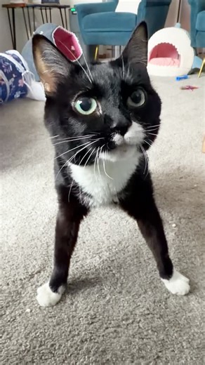 Tippy Tuxies | Rosie, Daisy & Calvin on Instagram: "Daisy is on her way for some cuddles! 💖 It’s been four weeks since Calvin and Daisy had a bad fight. Both of them are calm but living separately still. I’m going to take reintroductions very slowly. Calvin got checked out at the vet to rule out medical issues as a cause. Daisy recently had a full work up too. Neither have any obvious health concerns. We are likely going to try fluoxetine for Calvin and start at a very low dose for him. Neither
