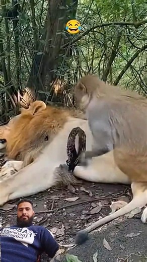 monkey🐒🐒 vs line 🦁 🦁