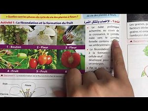 Univers+ SVT 2 AC. Seq 2. La fécondation et la formation du fruit- cycle de vie des plantes à fleurs