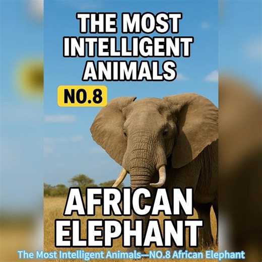 The Most Intelligent Animals—NO.8 African Elephant.#Most Intelligent Animals,#animals