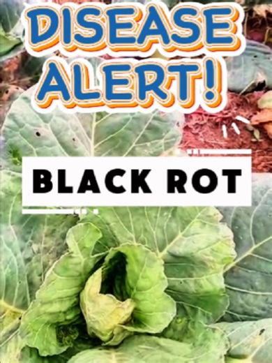 Black Rot in Cabbage: Identify Symptoms and Treat Effectively