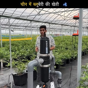 21K views · 440 reactions | China Blueberry farming  | Niranjan China हिंदी में | Facebook