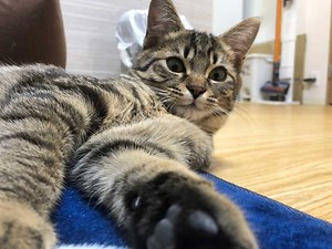Youtubeでおすすめの大人気猫チャンネル、動画まとめ【2023年8月更新】