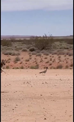 The Bird That Refused To Fly From A Coyote