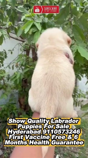 #labradorretriever puppies for sale in hyderabad #dogbreeds