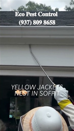 One Sting Away From a Disaster: Giant Yellow Jacket Extraction! #yellowjacketremoval #waspnest