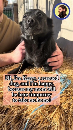 Some dogs are going to their forever homes, and some might end up outside...