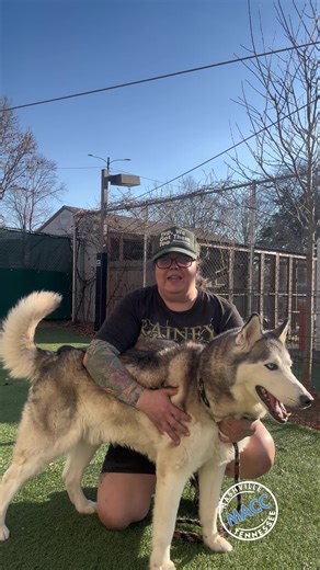 Meet MACC’s Fuzz N’ Fluff. Balto is 5 years old and 61 lbs. Like any good Fuzz N’ Fluff you can collect all of the fuzz and fluff shedding and assemble a second slightly smaller version. Of course that clone is less maintenance than the original. Balto loves playing with his shelter friends unless it’s hot. If it’s hot he wants nothing more than the air conditioning life. Adopt a Fuzzy N’ Fluff today! Balto A450493 is a 5 year old 61 lbs mixed breed. He is available at Metro Nashville Animal Car