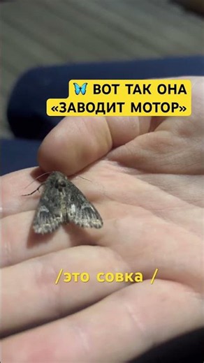 #вертолёт взлетает!😅#мотылек #moths #насекомые #insect #ночнаяохота #наукадлядетей #энтомология