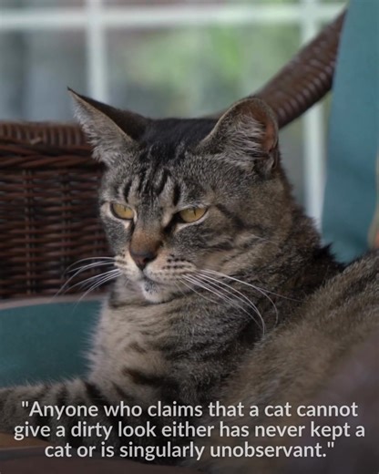 😆😆 | The Animal Rescue Site by GreaterGood