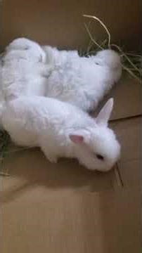 fluffiest baby bunnies #bunny #fluffy #fluffball #cutebunny #cute #nap #flop