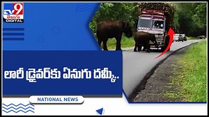 Elephant - Lorry Driver: లారీ డ్రైవర్‌కు ఏనుగు దమ్కీ.. అందరూ ముందే వసూల్‌.! సూపర్ వైరల్ వీడియో..