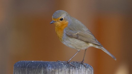 Comment les oiseaux et les arbres nous font du bien