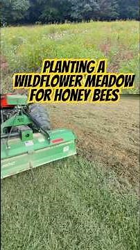 EASY Two Step Wildflower Meadow for Honey Bees #wildlife #honeybee #diy #fyp #farming #diy￼ #short