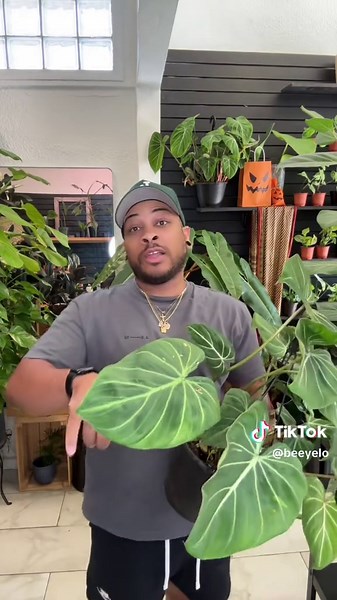 Philodendron Gloriosum: Stunning Houseplant for Sale