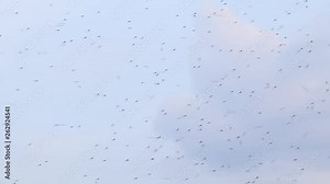 insect swarm flying through the air