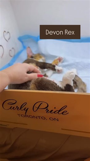 1K views · 75 reactions | Double the trouble, double the curls! ✨...