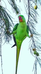 Meet the Rose-Ringed Parakeet — Nature’s Green Gem 💚🦜 #birds #naturephotography #parakeet #naturetweeters | Nature-Tweeters